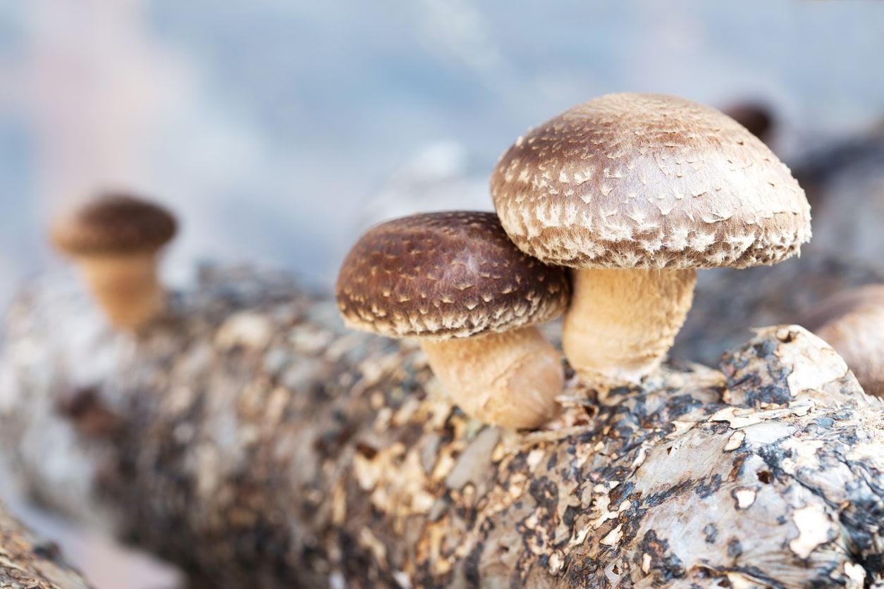 huba shiitake na dreve
