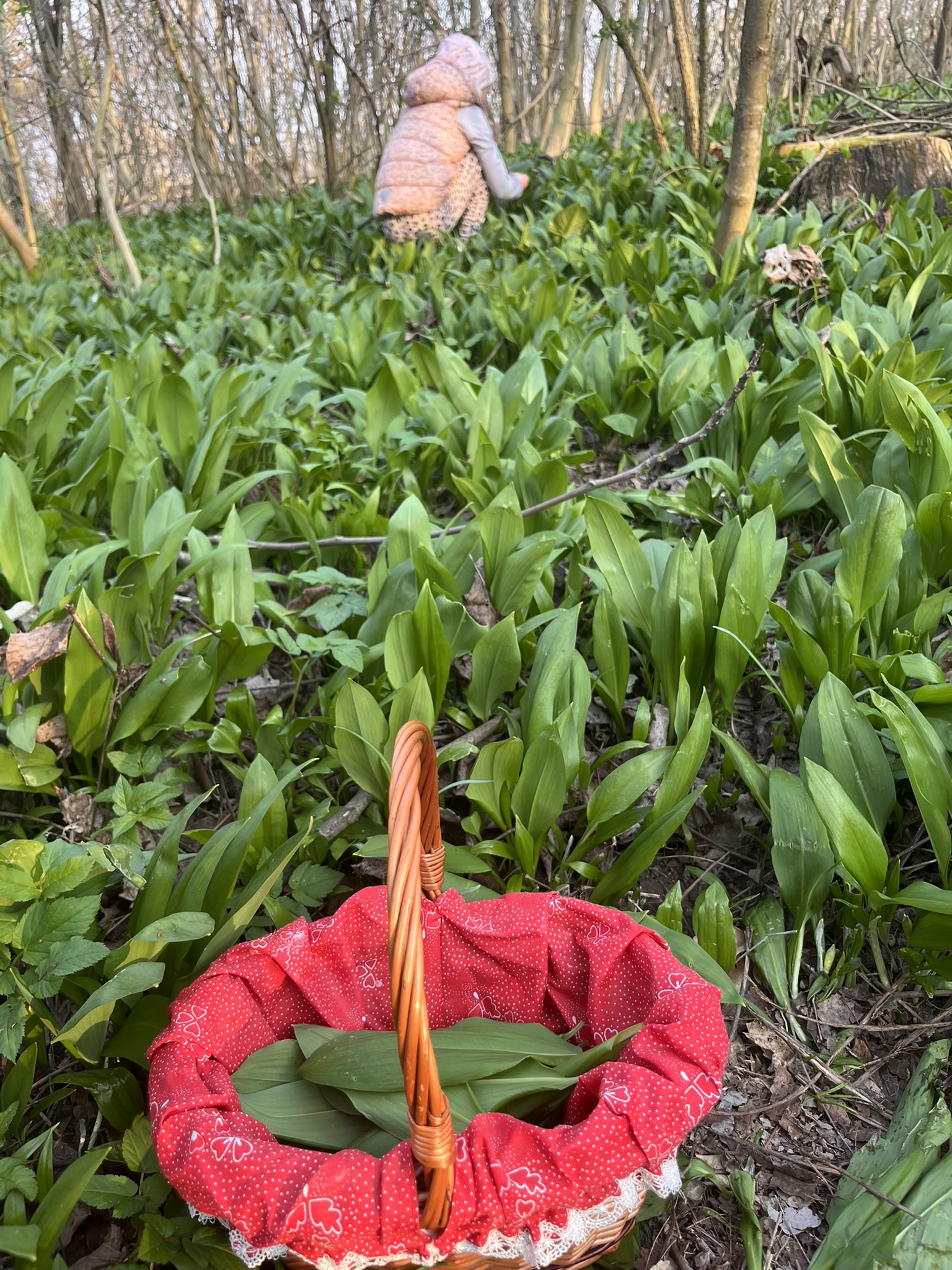 medvedí cesnak pestovanie v tieni