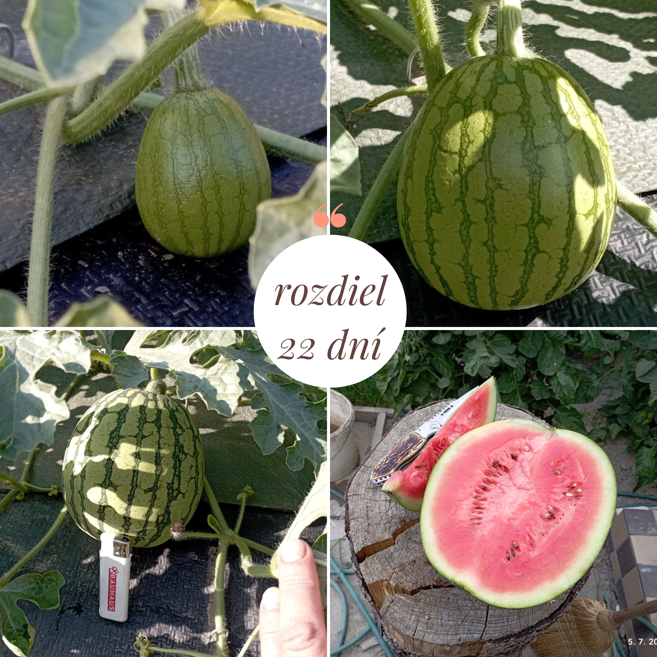 ako rastu melony