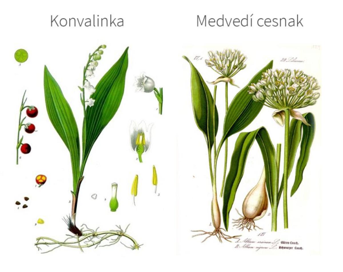 rozdiel medzi medvedim cesnakom a konvalinkou